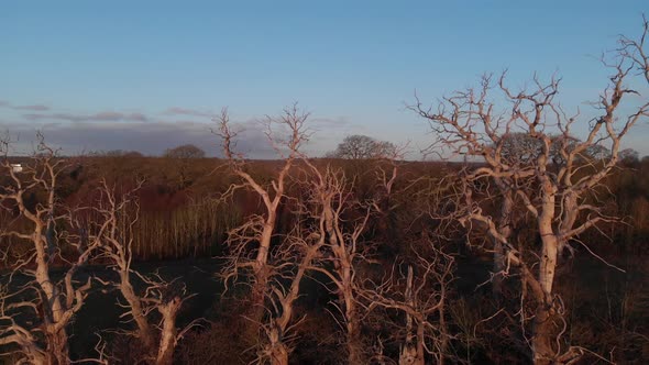 Warwickshire Countryside Dead Standing Trees In Dawn Light Aerial Slow Rise Winter 4K