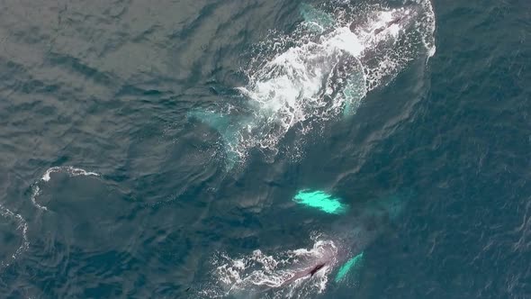 Couple of Whales Swimming in the Pacific Ocean, Drone View alt