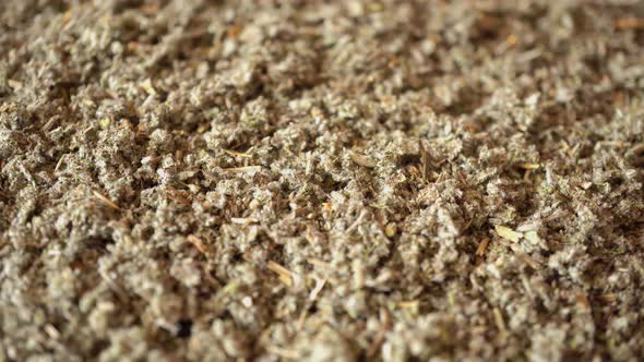 Rotation Medicinal Herbs Sage 2 alt