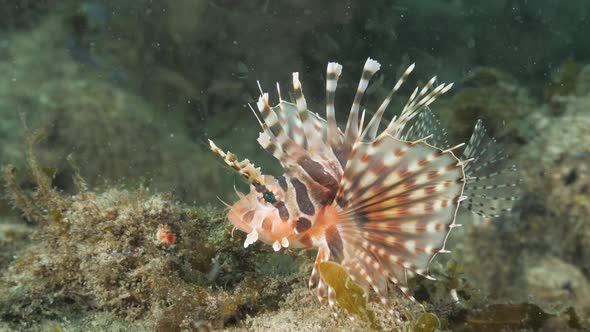 A colourful deadly Lion fish turns and displays its venomous pectoral fins as it swims away along a alt