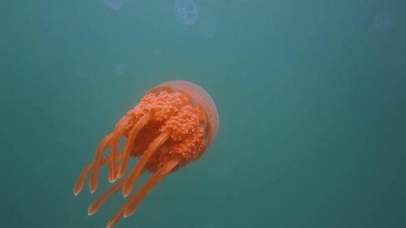 close-up on an orange jellyfish swimming in slow motion alt