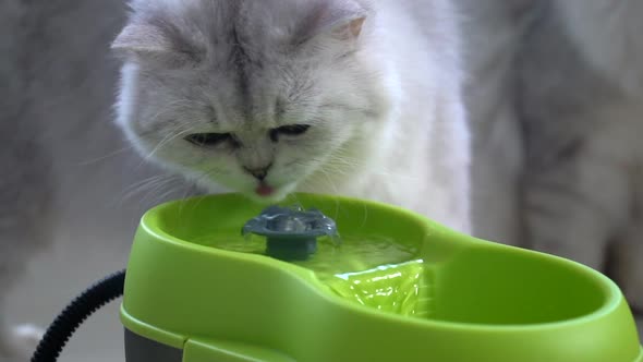 Cute Persian Cat Drinking Water From Fountain alt
