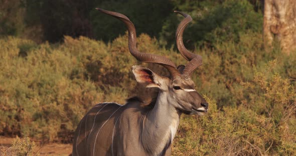 Greater Kudu, tragelaphus strepsiceros, Male standing in Bush, Samburu park in Kenya, Real Time 4K alt