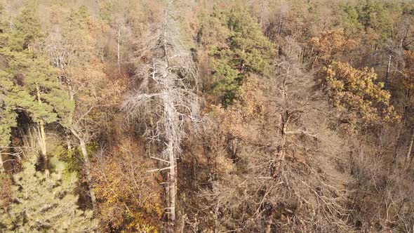 Trees in the Autumn Forest in the Afternoon alt