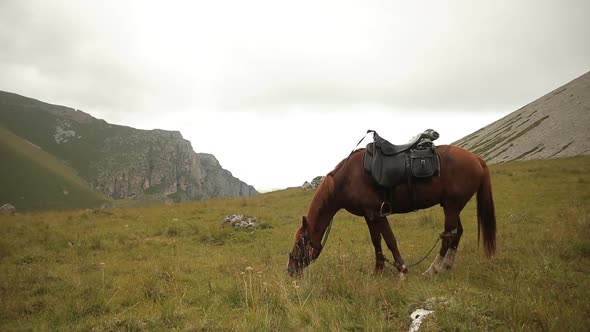 Horse Grazing in a Meadow in the Mountains alt