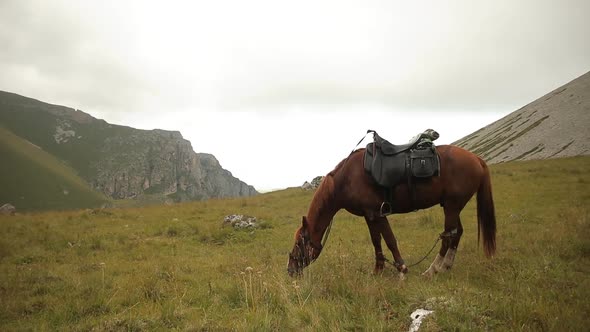 Horse Grazing in a Meadow in the Mountains