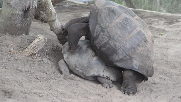 The Galápagos tortoise mating at Isabela alt