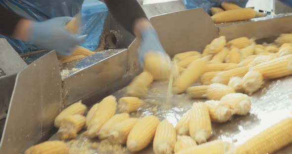 Corn processing factory alt