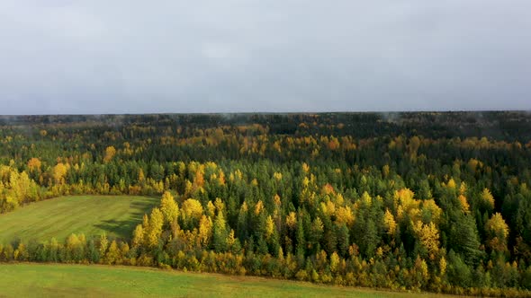 Autumn Flying Over the Forest 