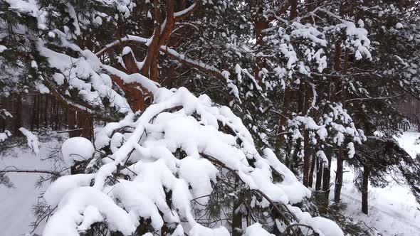 Drone Flies Away From a Pine Branch alt
