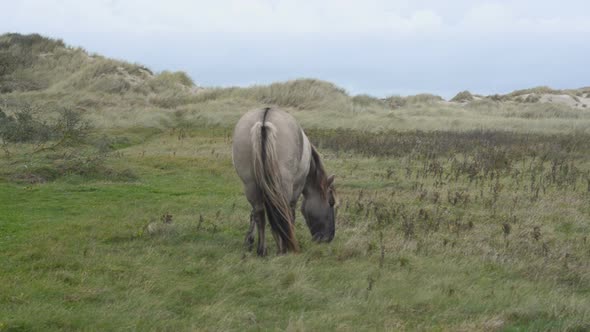 Konik stallion walking to the right alt