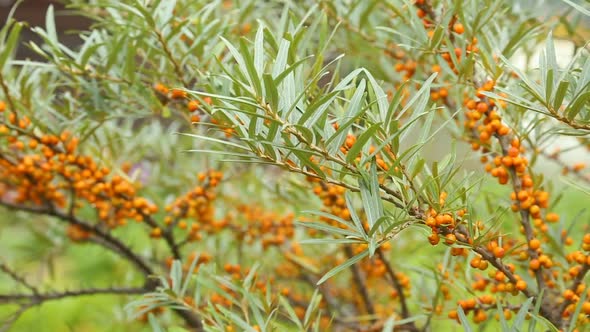 Sea-buckthorn tree in closeup