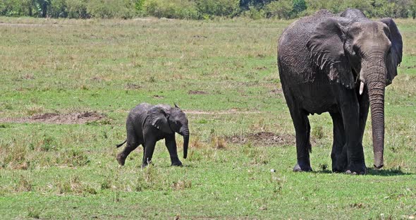 African Elephant, loxodonta africana, Mother and Calf, Masai Mara Park in Kenya, Real Time 4K alt