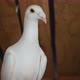 Single and pure white pigeon. Beautiful dove. - VideoHive Item for Sale