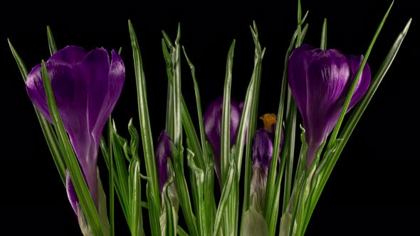 Beautiful Timelapse of Blue Crocus Flower Blooming alt