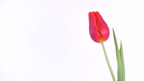 Red Spring Beautiful Tulip On White Background alt