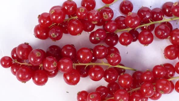 Red currant berry