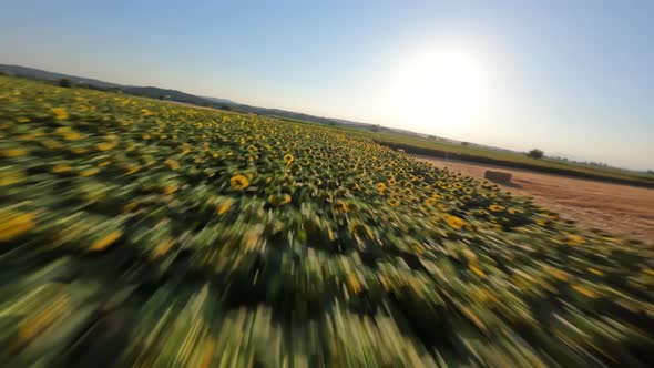 Dynamic Drone Shot Over Endless Fields with Blooming Sunflowers