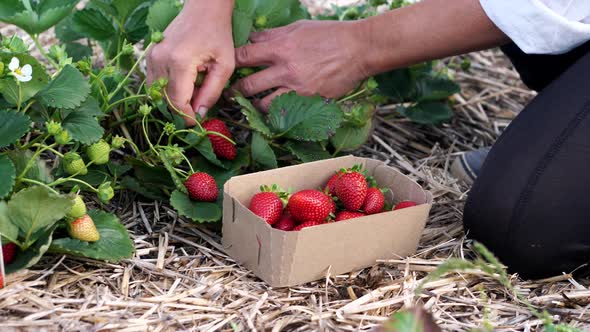 Female Farmer Is Gathering Fresh Ripe Strawberry at the Field