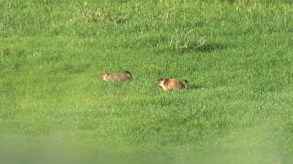 Two Male Marmot Chase Each Other Before Fight alt