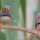 A Pair of Zebra Finch One of the Most Popular Weaver Birds Bred By Hobbyists - VideoHive Item for Sale