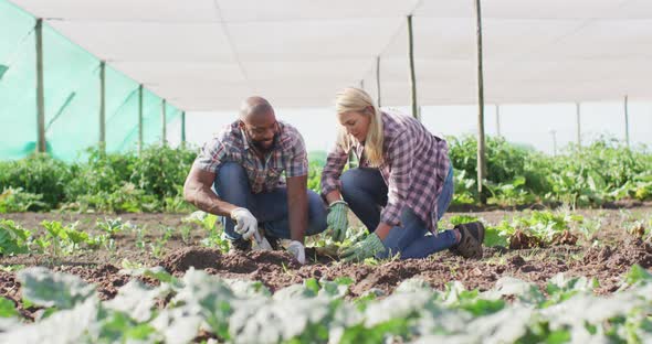 Video of happy diverse woman and man planting seedlings in greenhouse alt