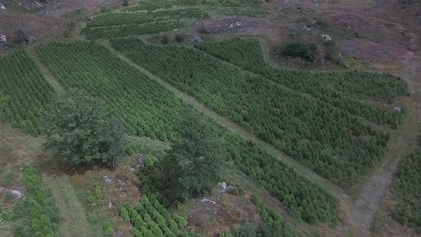 Aerial descending shot towards a big farm of Christmas trees in Norway. alt
