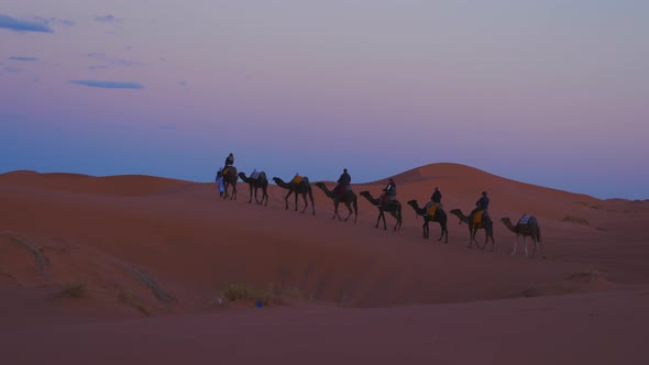 Bedouin Leads Caravan of Camels with Tourists Through the Sand in Desert alt