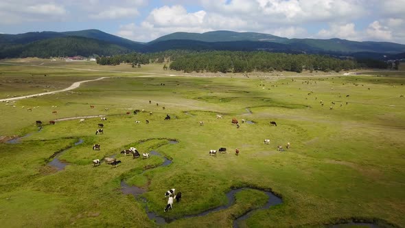 Grassing Cows Beautiful Tranquil Green Land Forest Mountains Drone View