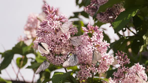 Butterflies on a Lilac Bush