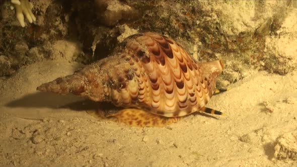 Triton's Trumpet snail (Charonia tritonis) gliding over reef at night in the Red Sea alt