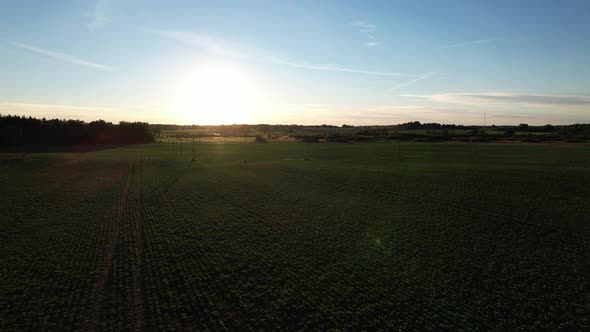 Sunset on the field