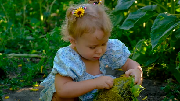 A Child Plays in a Field of Sunflowers alt