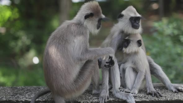 Family of langur monkeys sits together in a wild jungle alt