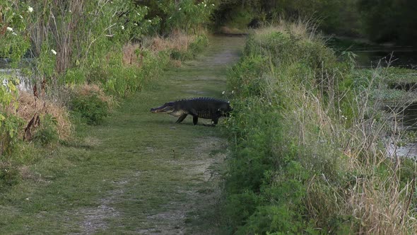  Alligator Walking in Florida Wetland
