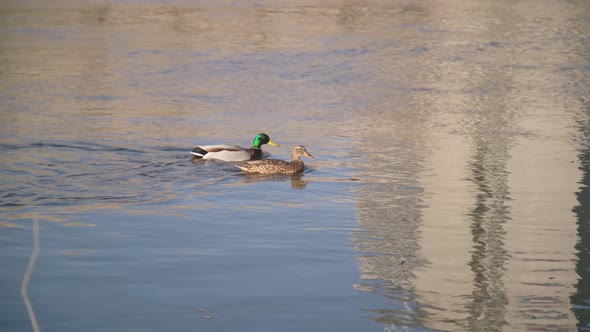 50 FPS Lovely Clouple of Duck and Mallard Swimming on a Calm River