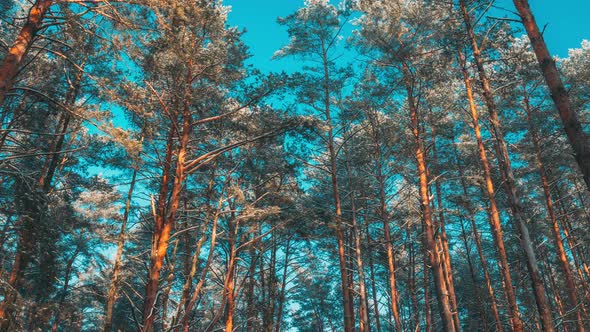 Shadows From Forest Pines Trees In Motion On Autumn Woods alt