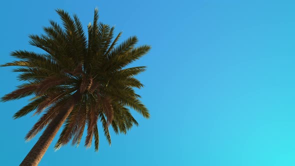 Palm tree sways in the wind against the sky