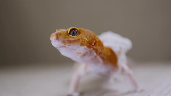 close up leopard gecko with molt she try to pulls the shedding skin off of to eat it