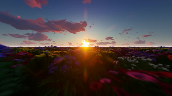 Flowers At Sunset alt