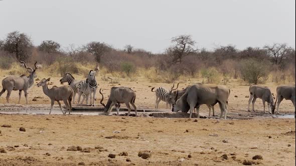 herd of antelope drinking from waterhole alt