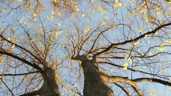 Trees With Autumn Leaves alt