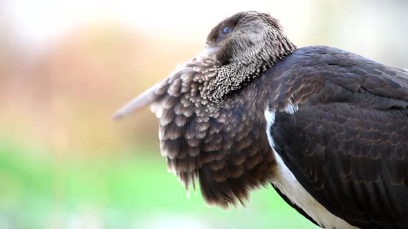 Young black stork in the wild, looking around. Close-up alt