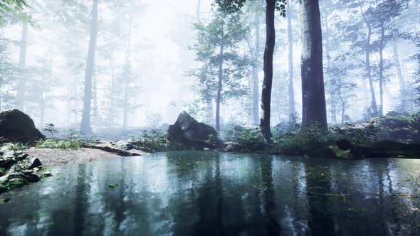 Mist on Pond in Forest with Fog alt