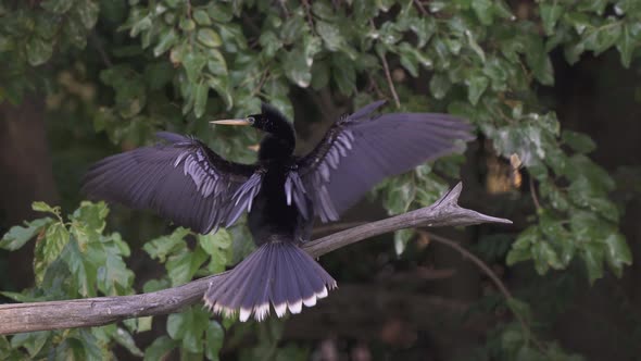 Attention seeking male snakebird, anhinga anhinga, perched on a tree branch while flapping its wings alt