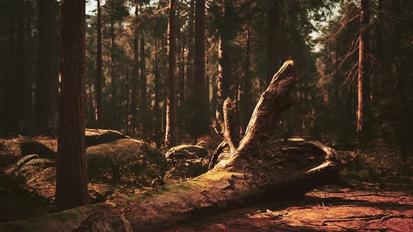 Sunset in the Sequoia Forest alt