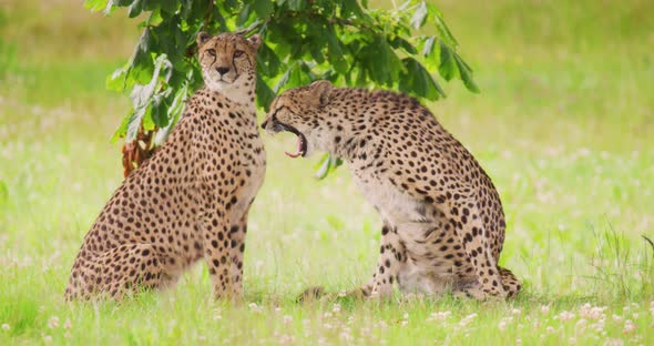 Cheetahs Yawning on Field in Forest alt