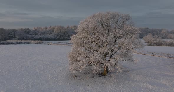 Snow Covered Oak Tree Warwickshire UK Aerial Landscape