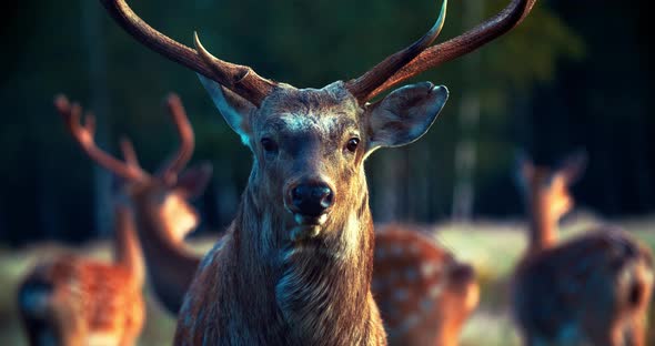 A male deer is looking at the camera in close-up, the focus is shifted to another animal