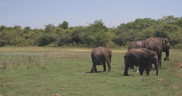 Close Up of Elephant Family with a Newborn Baby Elephant in a National Park of Sri Lanka